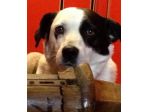 PERRY, adozione urgente per questa cagnolina