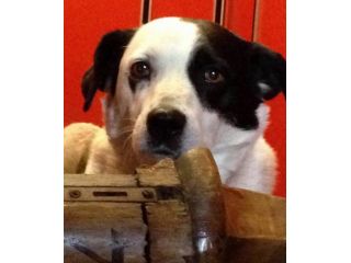 PERRY, adozione urgente per questa cagnolina