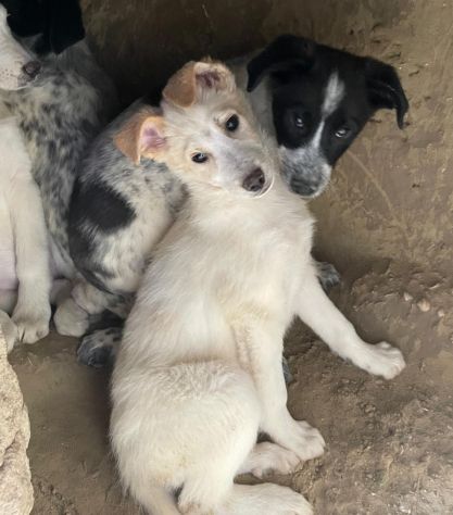 CUCCIOLI 3 MESI - Foto 7