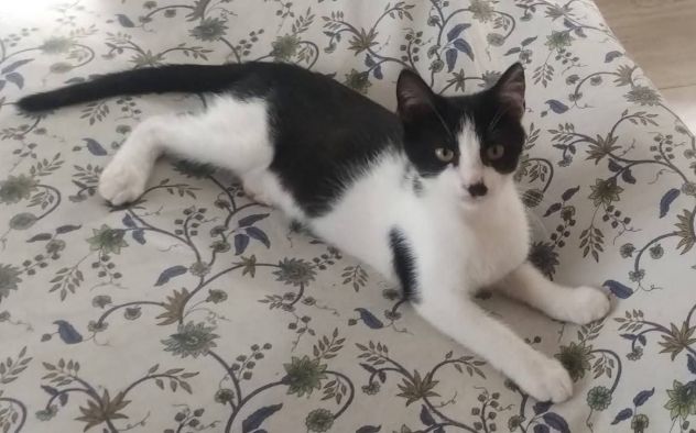 Tux gattino - Foto 2