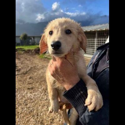 RUPERT ADORABILE CUCCIOLO IN ADOZIONE - Foto 6