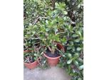 CRASSULA ARBORESCENS OVATA - PIANTA DI GIADA e altre piante grasse