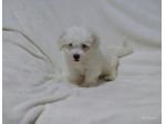Cuccioli di Maltese