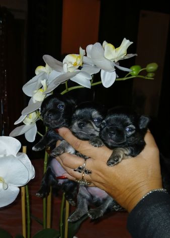 Cuccioli di chihuahua toy