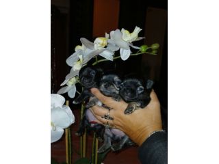 Cuccioli di chihuahua toy