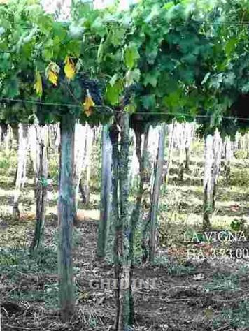 TERRENO AGRICOLO di 10 vani e di 310 mq (ROCCASTRADA - MONTEMASSI) rif. 1891.260M - Foto 19