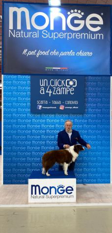 Vendo monta Border collie - Foto 6