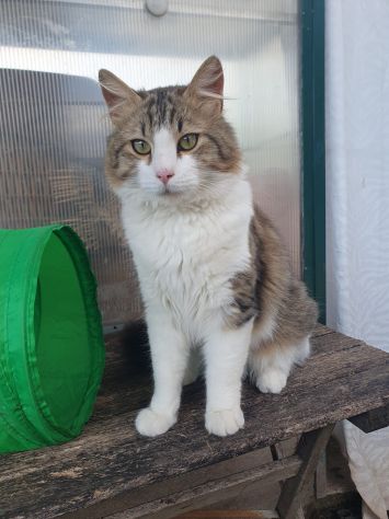 regalo gatto simil norvegese