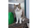 regalo gatto simil norvegese
