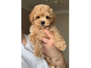 MALTIPOO CUCCIOLI da 60 euro al mese