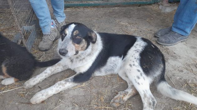 Kiki in adozione - Foto 4