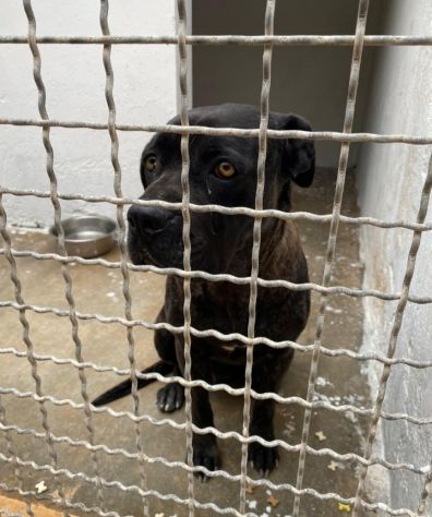 Corso femmina 4anni in canile depressa da troppo! TARANTO - Foto 3