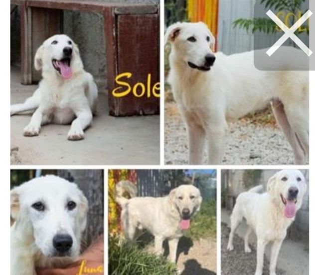 4anni buttato cucciolo in sacco in 1canale.SICILIA