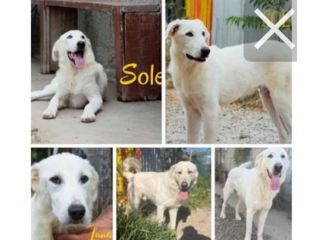 4anni buttato cucciolo in sacco in 1canale.SICILIA