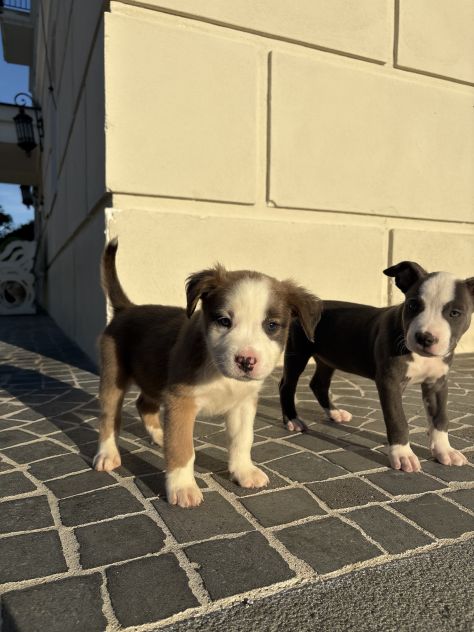 Cuccioli Amstaff - Foto 3