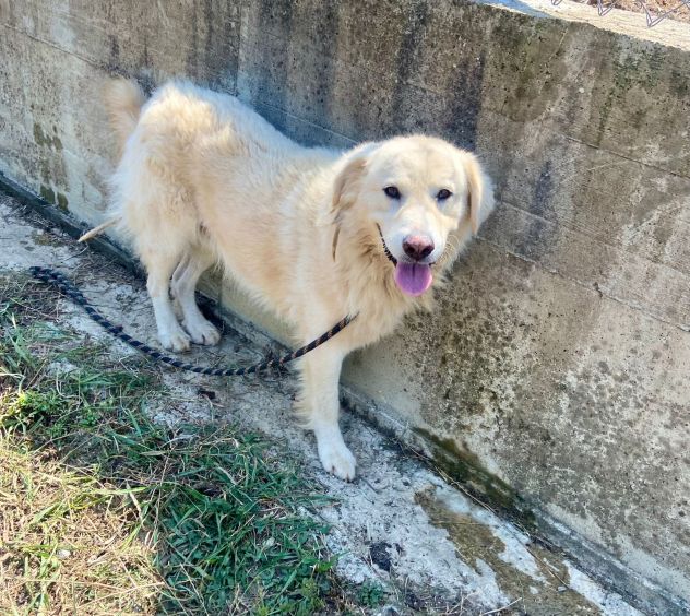TERENCE UN CUORE DA SALVARE CANE IN ADOZIONE - Foto 4