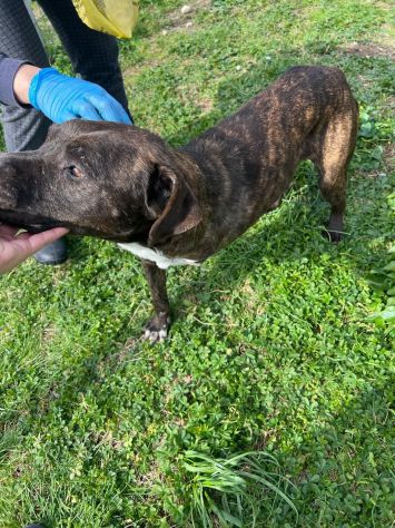 Tasha adozione cane tripode - Foto 2