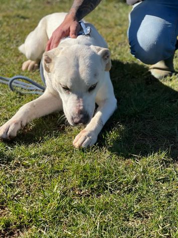 CANE IN ADOZIONE: MIKA aspetta la sua occasione. - Foto 3