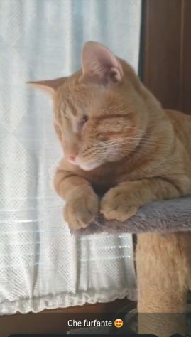 regalo cucciolo speciale - Foto 2
