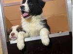 Cuccioli di Border Collie di alta genealogia