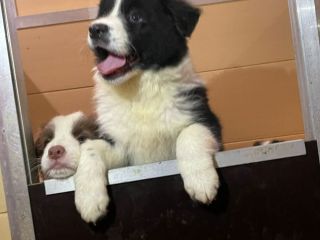 Cuccioli di Border Collie di alta genealogia