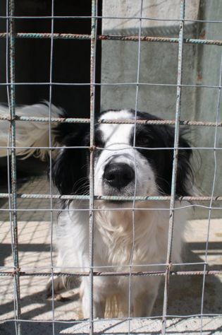 RICO 3 ANNI SIMIL BORDER COLLIE TAGLIA MEDIA - Foto 3