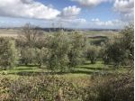 Terreno agricolo in vendita a Rivalto - Chianni 11000 mq  Rif: 774561