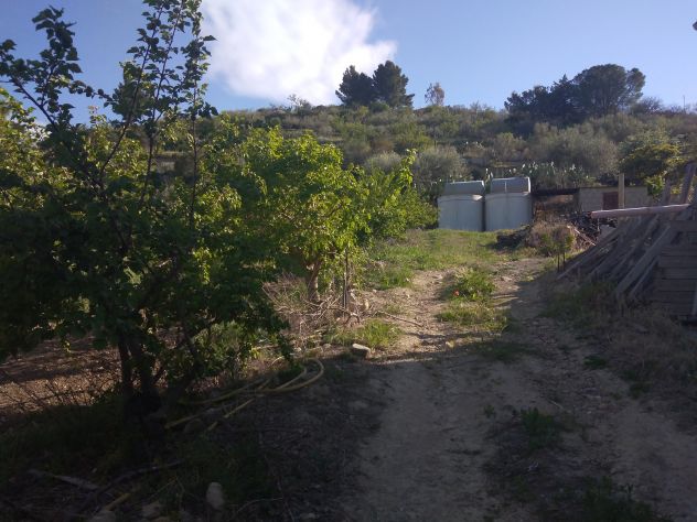 Appezzamento di terreno agricolo di mq 32.621 catastali ( uliveto di mq 17.644) - Foto 5