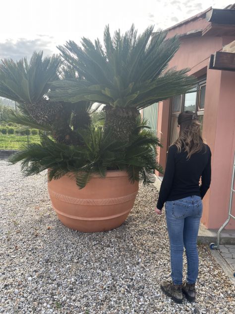 Grande Cycas Revoluta ornamentale adulta - Foto 7