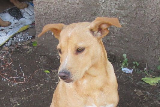 DINO, MINO E ZIGULI', strepitosi cuccioli - Foto 3