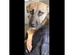 LUCY  ADORABILE CUCCIOLA IN ADOZIONE TAGLIA MEDIA
