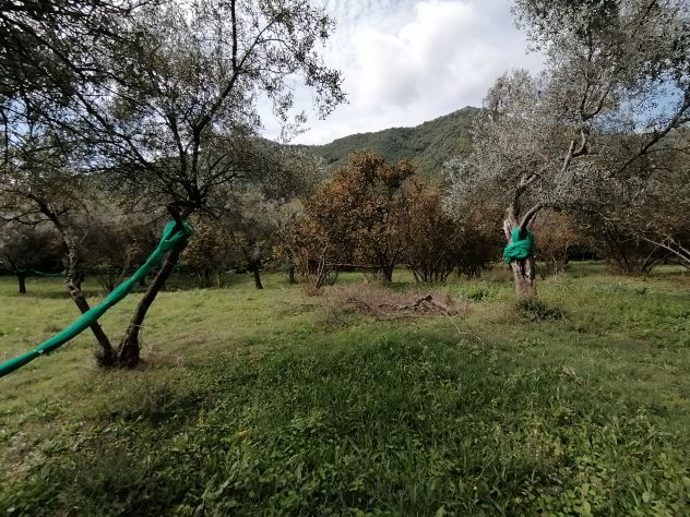 GIFFONI VALLE PIANA LOC. BELVEDERE Terreno di 13 ETTARI - Foto 3