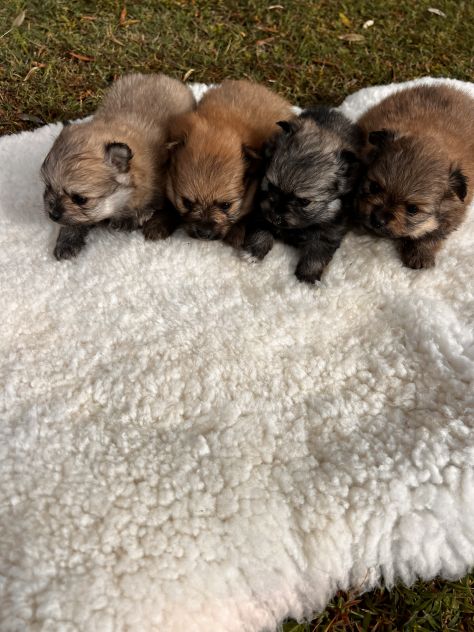 Cuccioli di Volpino della Pomerania - Foto 3