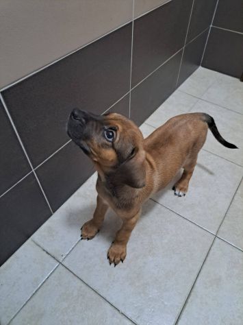 Dalì cucciolo - Foto 3