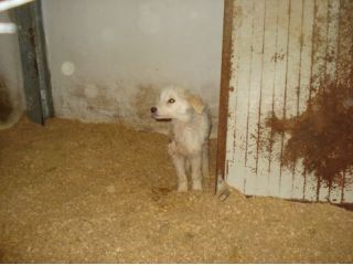 NANETTA E CIOPPI, due cuccioli in cerca di casa