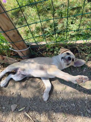 SOLE e MELA splendide cucciole - Foto 4