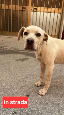 GRETA, 10 MESI (01/12/25), TROVATA AD ELEMOSINARE CIBO E COCCOLE - Foto 4