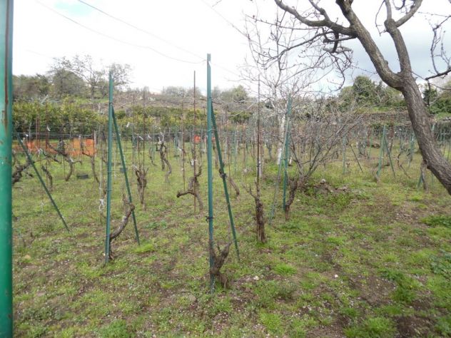 terreno mq. 3000-S. G. La Punta/V. le Della Regione. - Foto 2