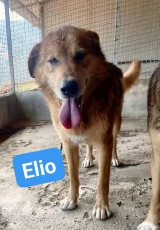 ELIO UN'OCCASIONE PER VIVERE, CANE IN ADOZIONE - Foto 4