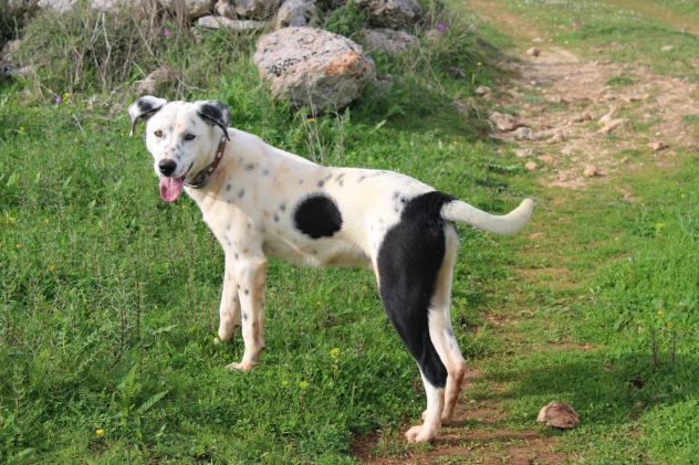 Una famiglia per il cucciolone Spot - Foto 4