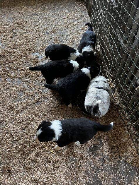 Cuccioli di Border - Foto 8