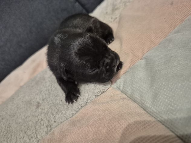 Bulldog francese - Foto 4