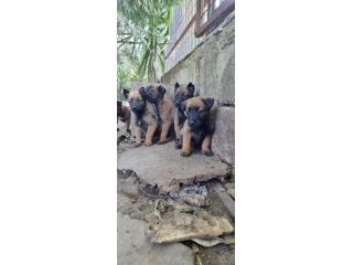 Pastore Belga Malinois consegna in tutta Italia