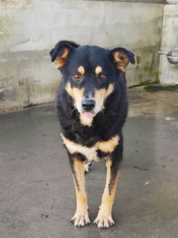 CANE IN ADOZIONE: CAFFE', taglia media. - Foto 3