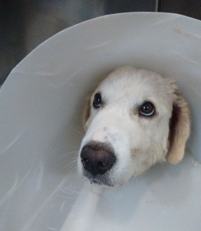 BIANCA, meravigliosa cucciolona di maremmano - Foto 4