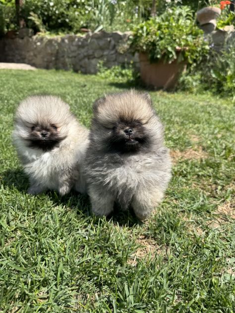Cuccioli volpino pomerania toy - Foto 5