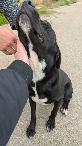 Giovane simil-Amstaff in cerca di famiglia - Foto 5