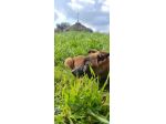 Cuccioli Pastore Belga Malinois in Campania