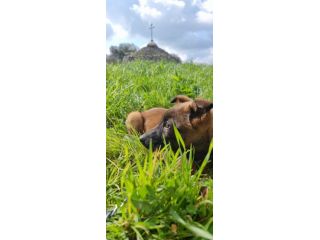 Cuccioli Pastore Belga Malinois in Campania