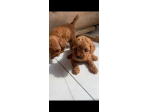 Cuccioli di Barboncino Red